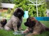 images/T-Wurf/T-Wurf Wo 10/3S8A3163-Bearbeitet_Web.jpg